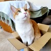 シャーッしてもかわいいし、シャーッされても愛しい