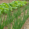 虫がつきにくい野菜