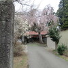 頸城野の一本桜