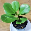 気分転換にアイコンを変えてみた。