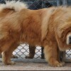 藏獒 あるいは 西藏獒犬 あるいは ドーキー、 またの名を 東方神犬；　超大型犬　チベタン・マスティフ