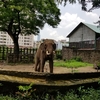 【ベトナム】ホーチミンで動物園に行く