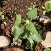 なかなかどうして宿根草の発芽は難しい