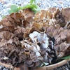肴の秋のきのこ料理　【舞茸狩り】