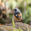探鳥日記⑧：ジョウビタキとの再会