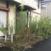 背高泡立草