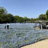 I got another annual passport to the Nagai Botanical Garden