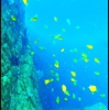 海中写真　IN 和歌山県みなべ