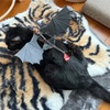 試写会「ヒックとドラゴン」
