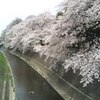 善福寺川の桜DES