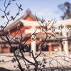 梅が見頃の護国神社