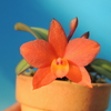 Cattleya cernua  