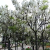 今日の樹楽の花は白