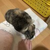 うさぎのりんちゃんとの時間、