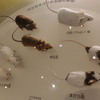 ２０１８／０８　国立科学博物館