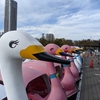 上野公園散策から、不忍池でスワンボートに乗ってみた。風に押されて操舵が大変。（台東区上野公園）