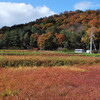 草紅葉　琵琶湖湖南住宅地