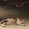 博多近くの猫の島「相島」は、猫以外もすばらしい穴場アイランドだった