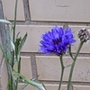 学生生活の記憶（580）：ヤグルマギク（矢車菊）Cornflower