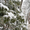 tochikoな山歩き　樹の霜