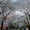 桜2013(2)