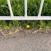 4月17日_散り始める