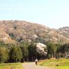 高峯の山桜・遠景・・