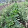 今週の野菜ー煮込み料理