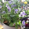 球根の芽いろいろ♪ビオラ碧いうさぎ