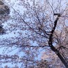 大宮の桜