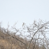シロハラオオヒタキモドキ Brown-crested Flycatcher