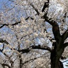 家族でお花見に行ってきました