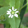 (251) Stellaria aquatica