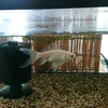 遅くなった金魚部屋の防寒対策
