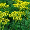 DAILY FLOWERS