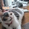 Wコートの短毛種ニャンコを夏仕様に快適アップデート☆