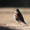 冬鳥を見送りに渡良瀬遊水地へ