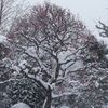 雪中紅梅。。