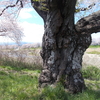 散ってしまった東北の桜並木を歩きながら思う