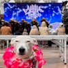 やってますよ、Aloha Tokyo 2025