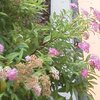 シモツケの花