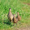 2022.7.24　河川敷の野鳥を今日も......12選