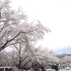 聖光寺の桜まつり