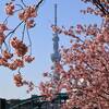 旧中川の河津桜が見頃！スカイツリーと河津桜｜2025年開花状況、最寄り駅、アクセス、写真（東京都江戸川区平井）