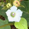 (222) Ipomoea lacunosa