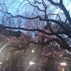 2015 3/25 六義園 しだれ桜ライトアップ見に行きました♪  開花状況は？