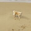 モコ：犬生初の・・・