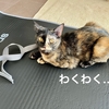 飼い主の筋トレ中、一緒に運動したい妹猫とまったりしたい兄猫。