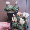 菊水　パワー！