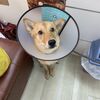 愛犬うにくん、生後7ヶ月目に入ったので去勢しました！香港の動物病院での手術の手順